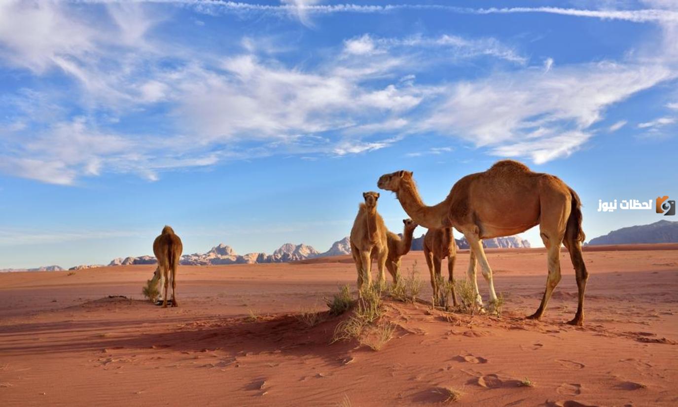 قبيلة الرشيدي هل هم صلب