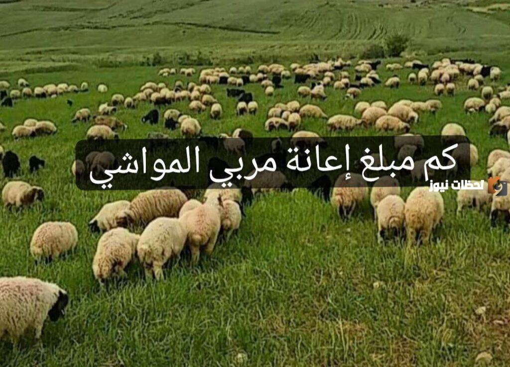 كم مبلغ إعانة مربي المواشي تويتر