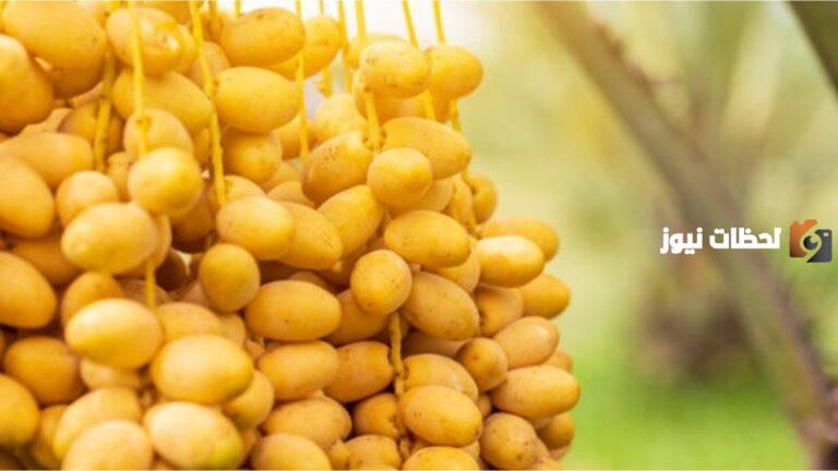 ما هي فوائد البلح الأصفر؟ وما هي أضراره؟