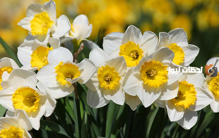 زهرة النرجس بالفرنسية ما هو سبب تسمية زهرة النرجس