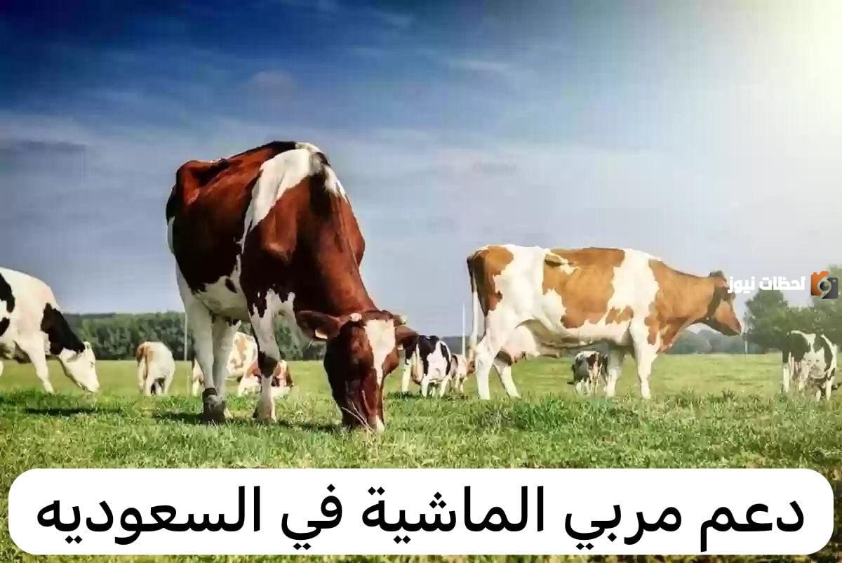 ما هي خطوات الاستعلام عن دعم المواشي 1446 والأوراق المطلوبة للحصول على الدعم.. وزارة البيئة تجيب