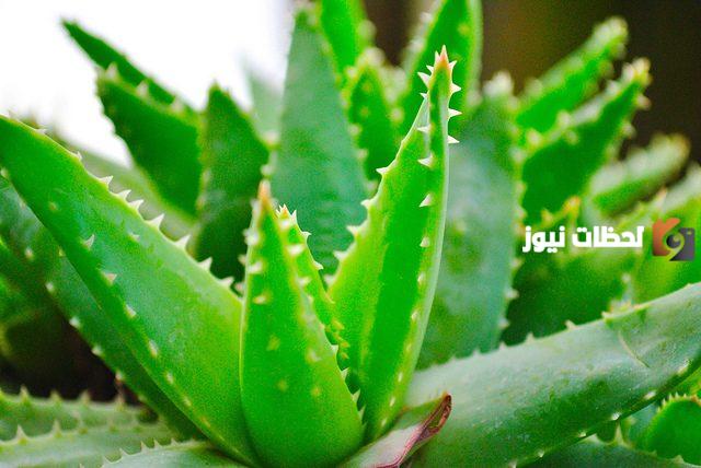 اسماء نبات بحرف الالف