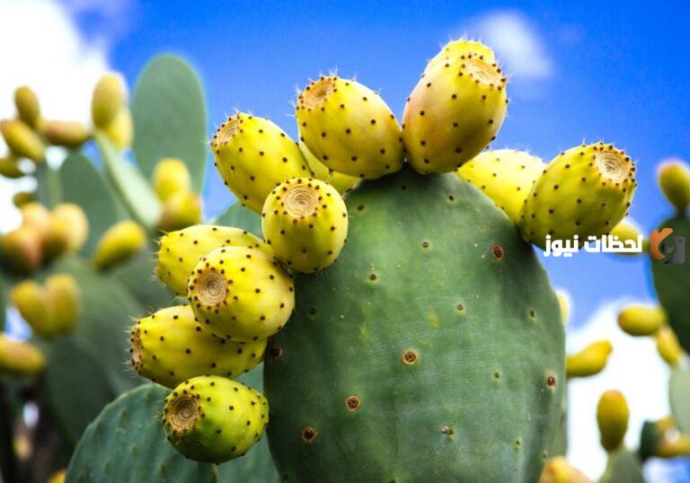 دراسة جدوى زراعة التين الشوكي في مصر