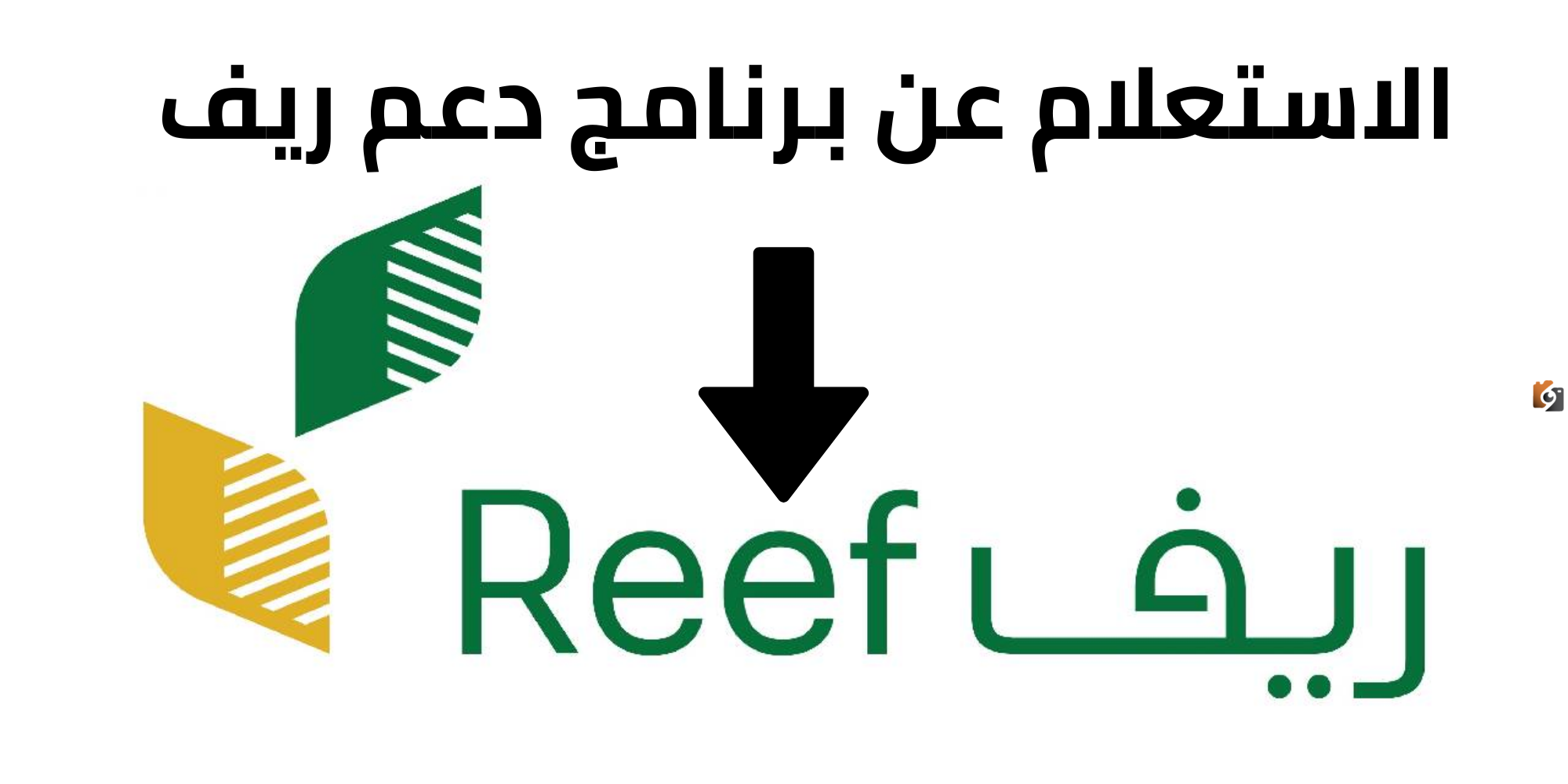 كيف يمكنني الاستعلام عن نتائج أهلية دعم ريف