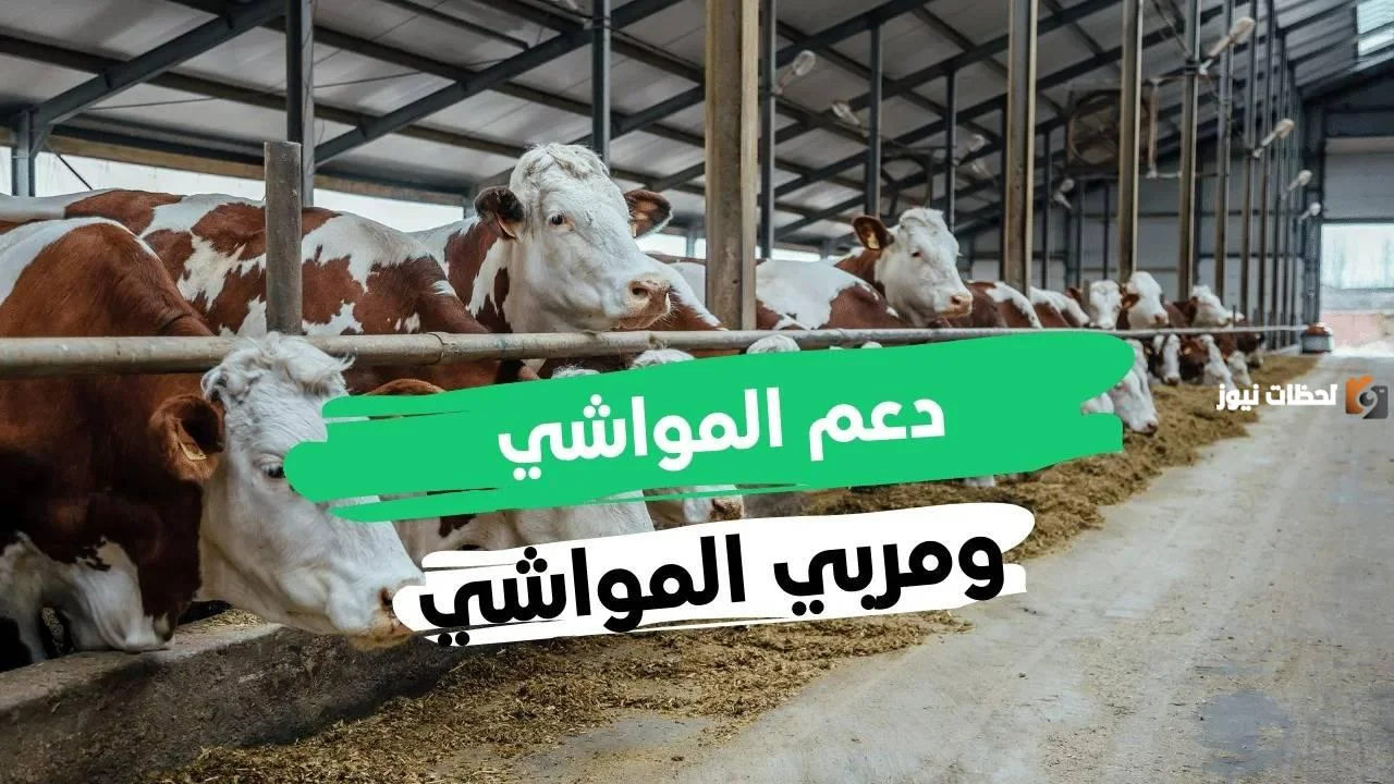 كيف يتم حساب قيمة الدعم المقدم لمربي الماشية؟