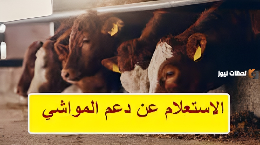 وزارة البيئة والمياه توضح طريقة الاستعلام حول دعم المواشي بالسعودية