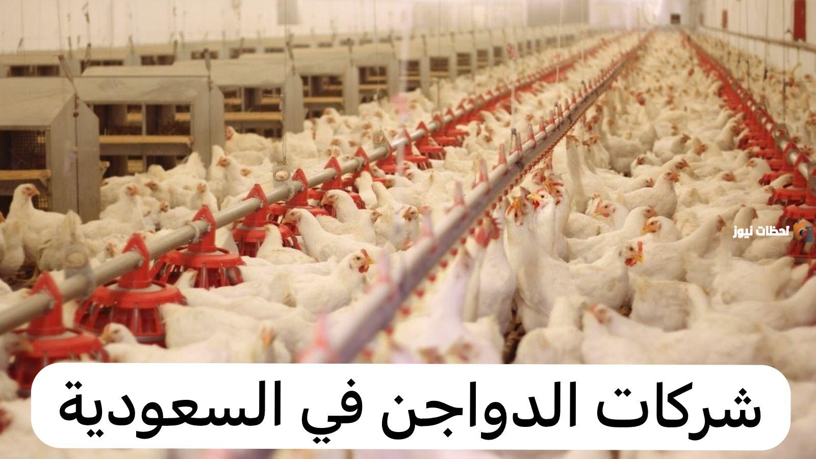 من بينها الوطنية.. تعرف على أهم شركات الدواجن في السعودية