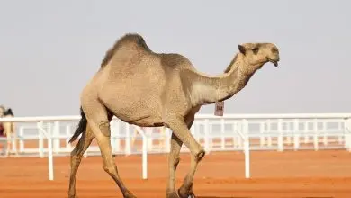 المواعيد الجديدة لجدول المزاين