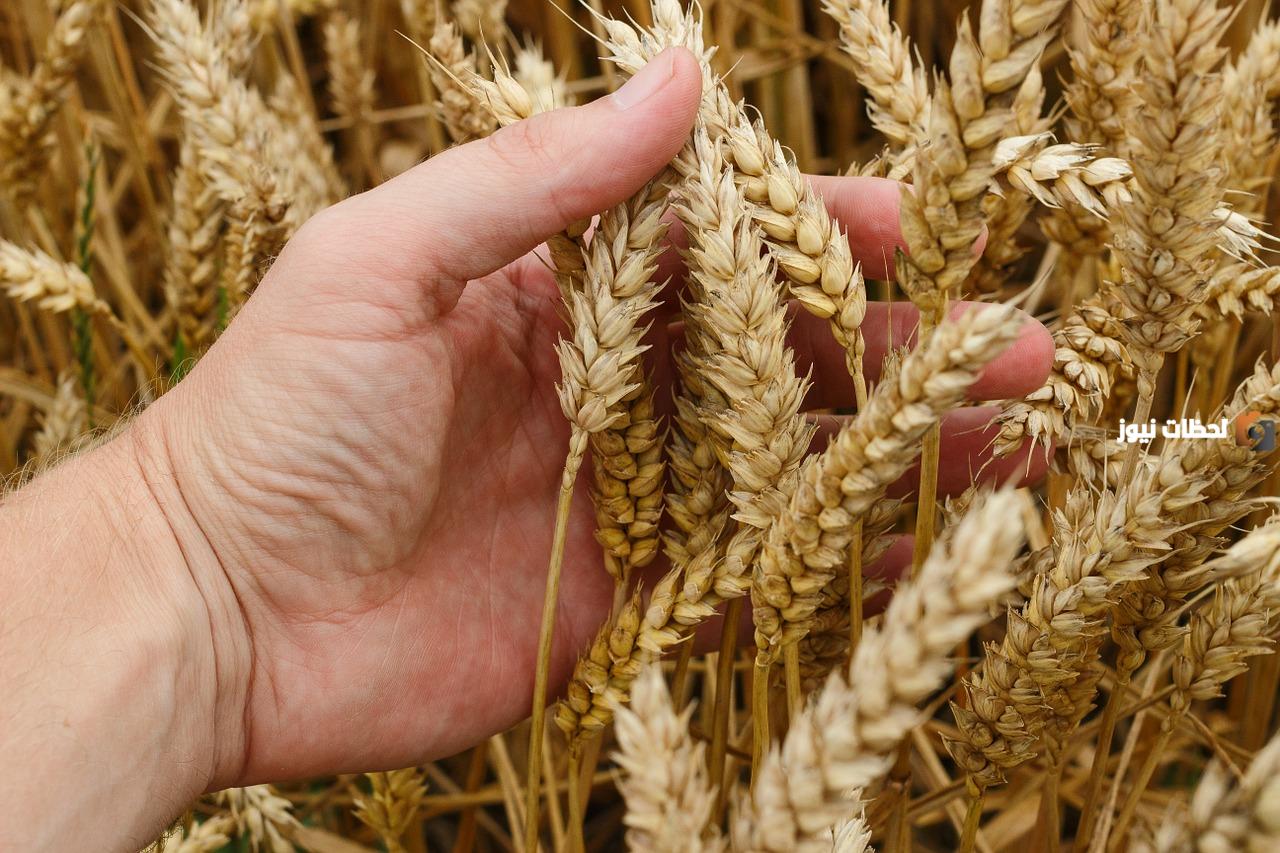 وزارة البيئة السعودية تجيب.. ما هو موعد إصدار رخص زراعة القمح في السعودية 1446