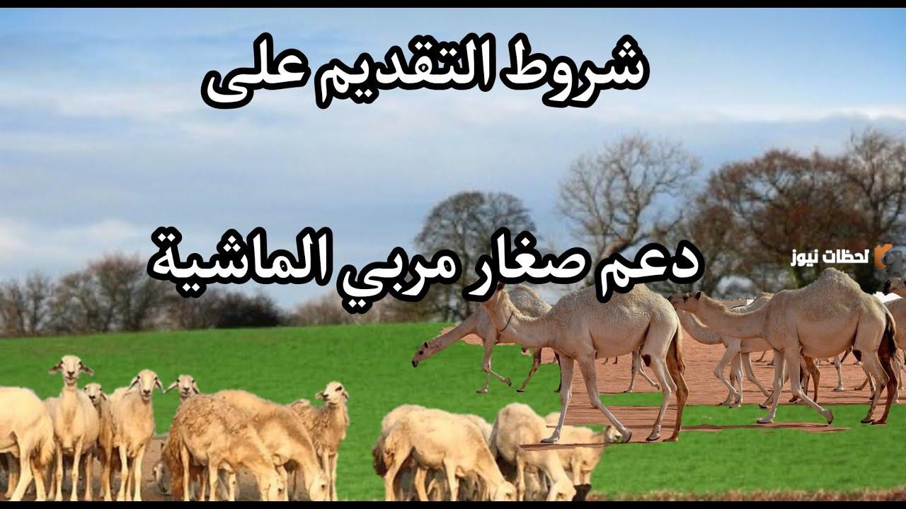 كيفية التقديم على دعم مربي الموشي… ومبلغ الإعانة؟