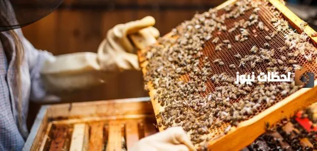 كيفية تربية النحل وإنتاج العسل الأبيض
