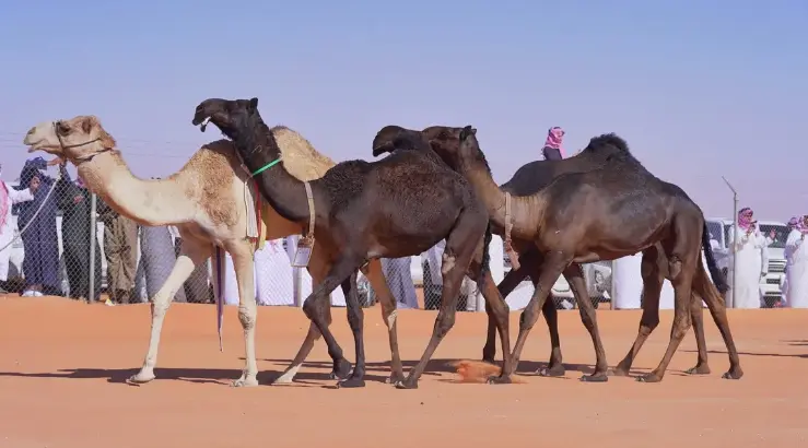 متى ينتهي مهرجان الملك عبد العزيز للابل 1446؟