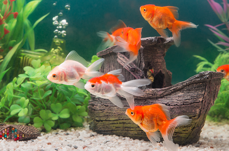 معلومات عن سمك الزينة البرتقالي