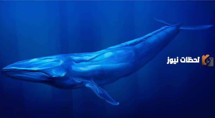 تفسير الحوت الازرق في المنام للعزباء