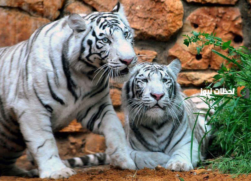 تفسير رؤية النمر في المنام للعزباء لابن سيرين