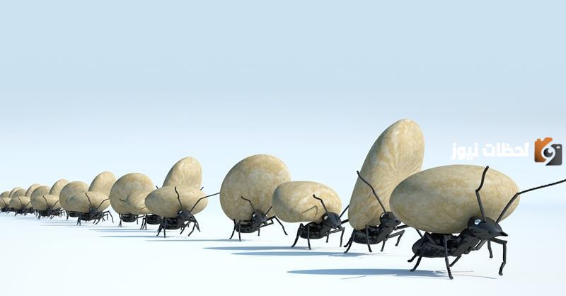 تفسير رؤية النمل في المنام لابن سيرين للعزباء
