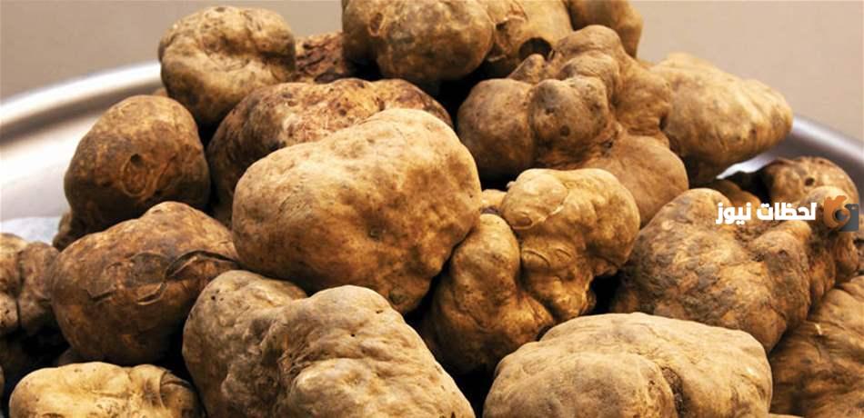 كيف يؤكل الفقع وما هي طريقة عمل الفقع مع البصل