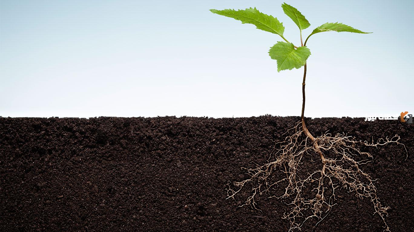 ما هي أنواع الجذور والسيقان عند النباتات