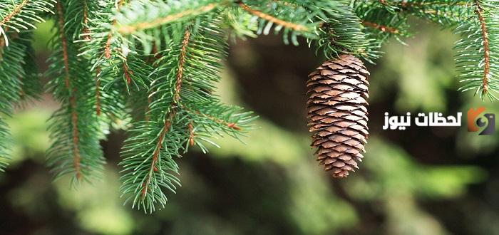 إليك فوائد طبية للمخروطيات وتعرف على المخروطيات
