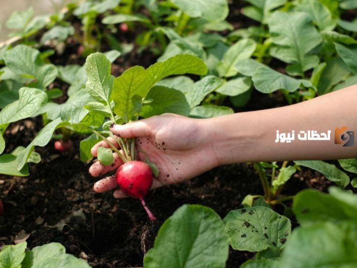 ماذا يزرع في الشتاء