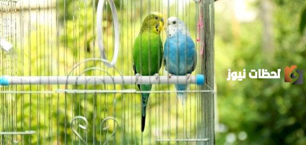 عصافير زينه