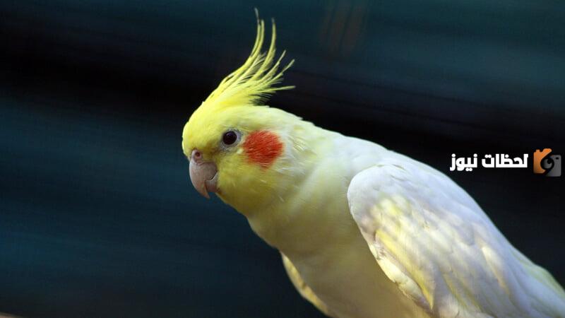 اسماء عصافير كوكتيل مميزة