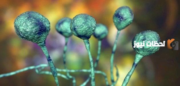 بحث عن الفطريات كامل وجاهز للطباعة