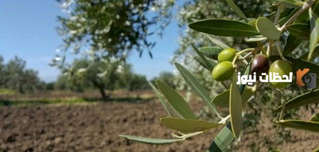 تعبير عن شجرة الزيتون كامل وجاهز للطباعة