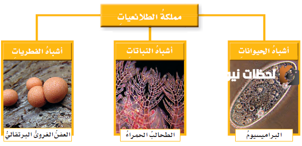 خصائص مملكة الطلائعيات