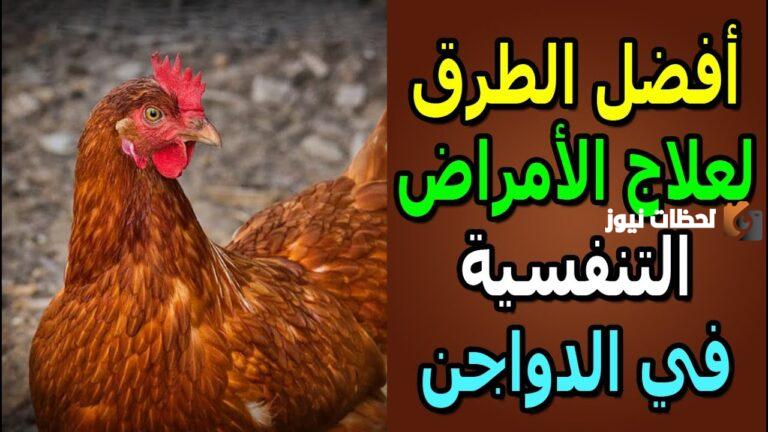 علاج الجهاز التنفسي للدواجن بالاعشاب