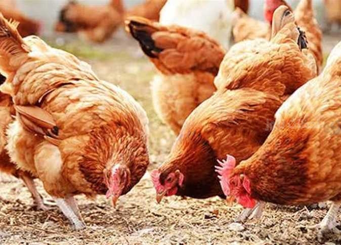 أسعار الفراخ البيضاء والبلدي اليوم ٢٥ فبراير ٢٠٢٥