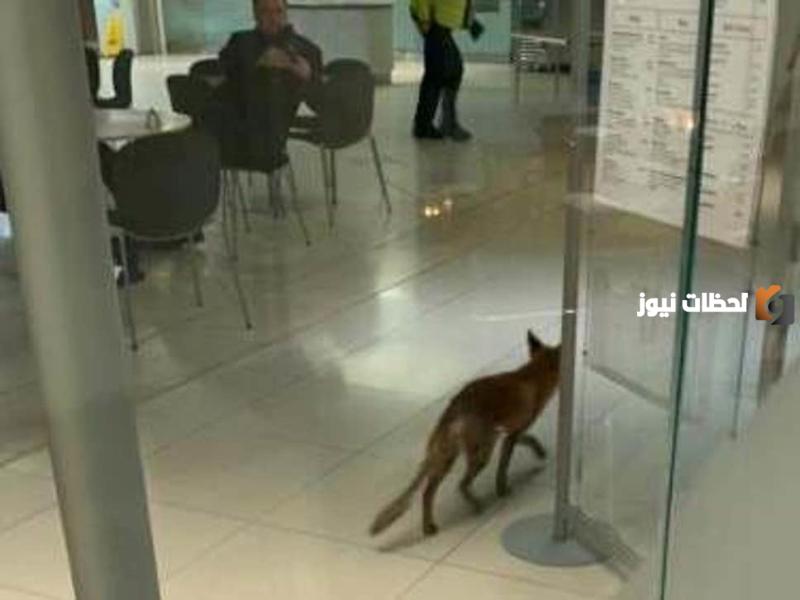 عقوبة جديدة في السعودية أعلن عنها بعد حادث بيع الثعلب في الرياض بدون تصريح
