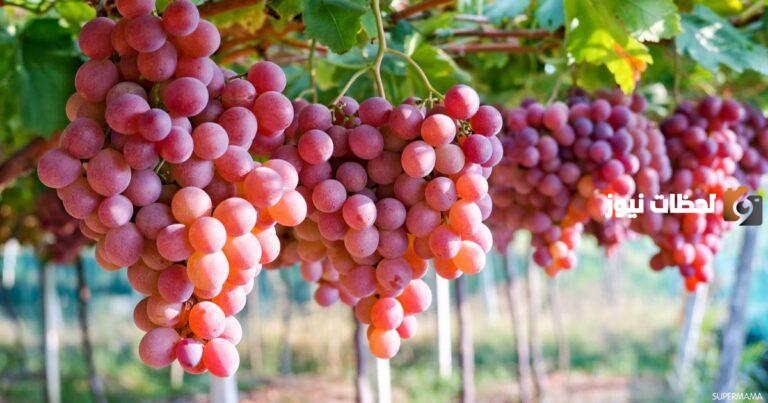 دراسة جدوى مشروع زراعة العنب