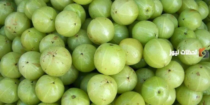 فوائد الأملج للتنحيف