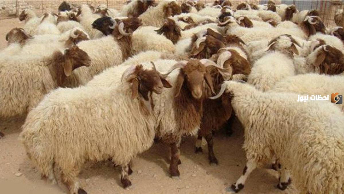 إليك صيغة التسمية عند الذبح الصحيحة
