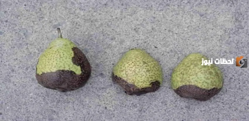 الإجاص الأسود