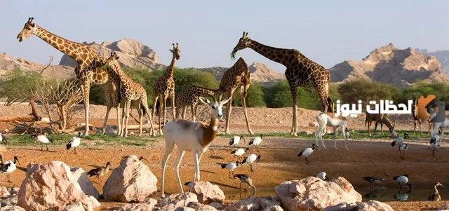 حديقة الحيوانات في العين
