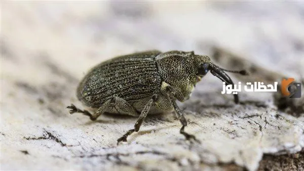 ما سبب انتشار الخنافس المرعبة في بعض المناطق في السعودية