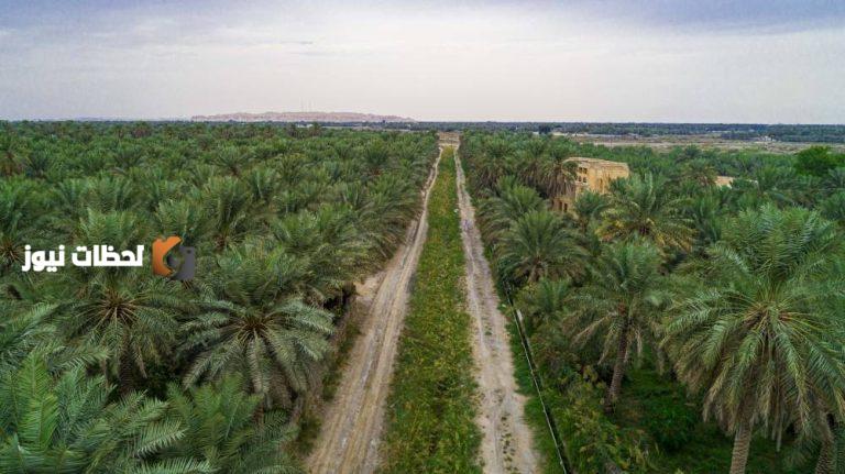 583 ألف دونم من الأراضي الزراعية في الأحساء