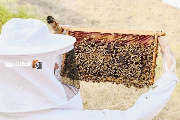 إنشاء 7 محطات لتربية ملكات النحل وإنتاج الطرود في 7 مناطق جديدة