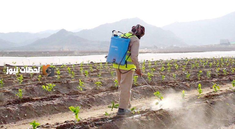 الزراعة في الباحة: 540 ألف شجرة بُن تنهض بمدينة تنموية جديدة
