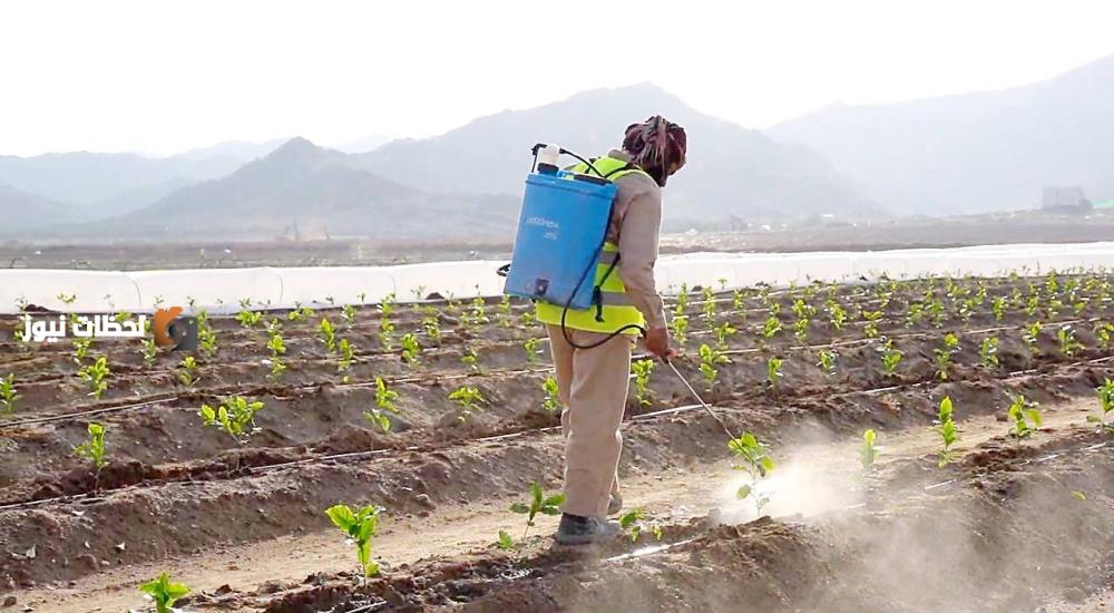 الزراعة في الباحة: 540 ألف شجرة بُن تنهض بمدينة تنموية جديدة