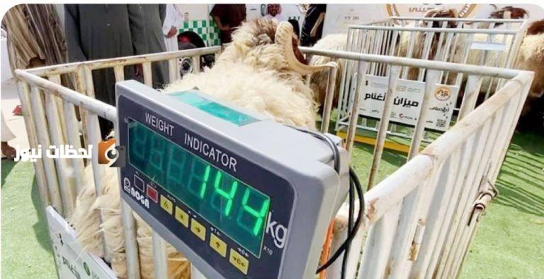 ورشة عمل بالرياض تتناول آليات بيع المواشي بالوزن