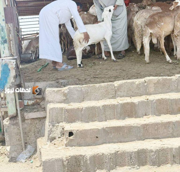 أسواق النفع بلا موازين قبل التطبيق بأسبوع، بحسب «عكاظ»