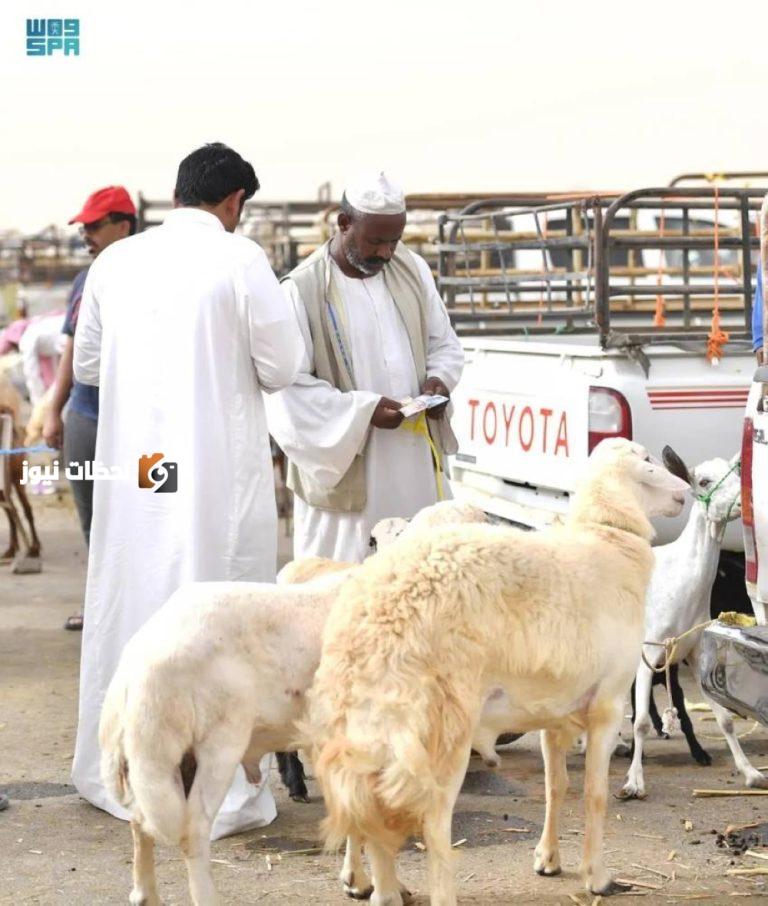 أضحية بالتقسيط