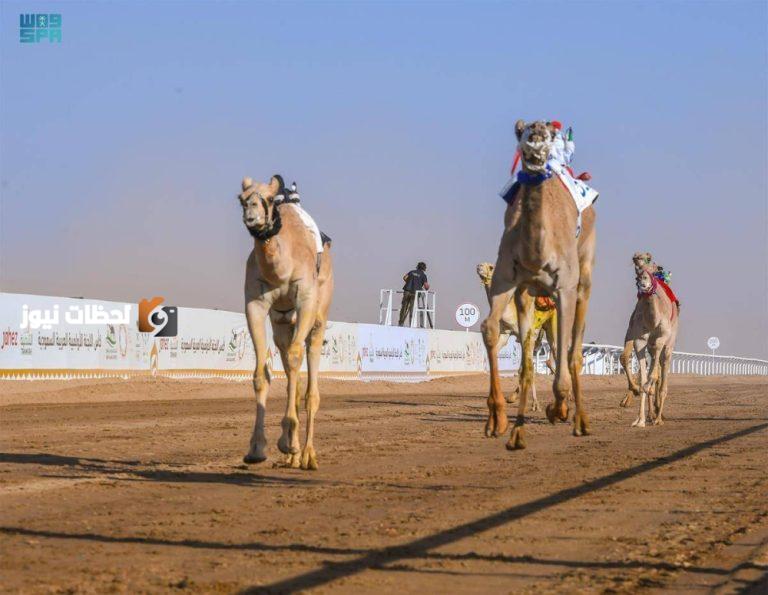 أكثر من 2.2 مليون ناقة تجسد التراث الوطني السعودي وتساهم في تعزيز الأمن الغذائي