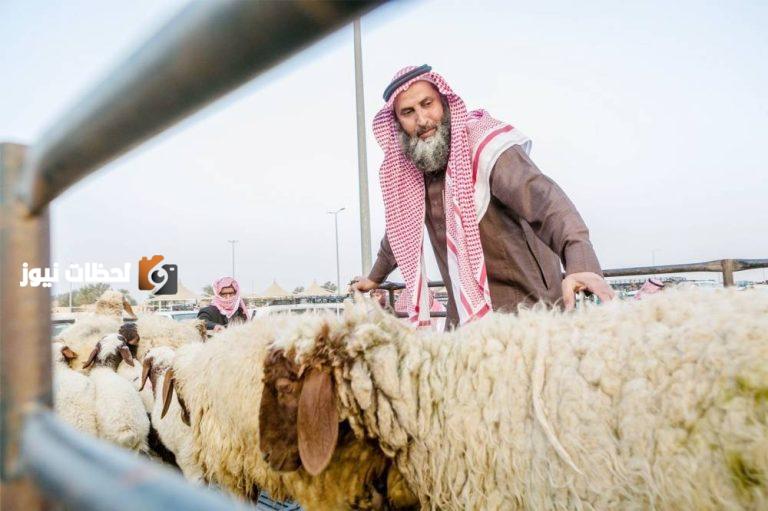«الأضاحي» تتواجد في السوق الرقمية