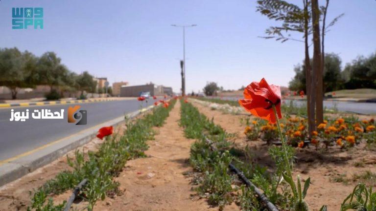 المناطق تتألق بـ 152 مليون شجرة وزهرة