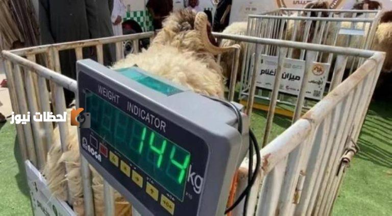 تطبيق قرار بيع المواشي الحية بالوزن اعتبارًا من الخميس القادم