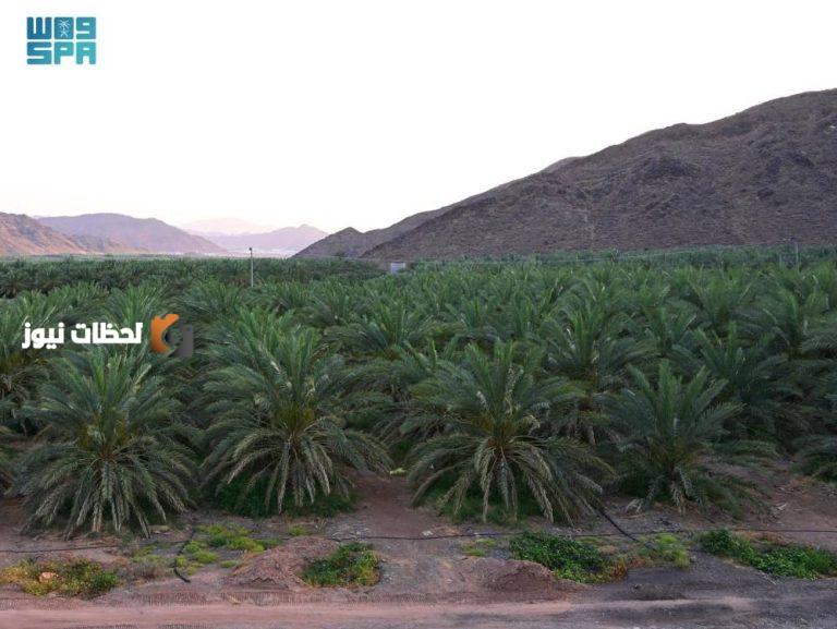 تعزيز الغطاء النباتي في المدينة